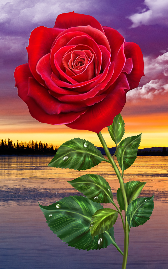 Rose Flowers Wallpaper For Mobile 562x900 Teahub Io - Rose Flower Hd Wallpaper For Android Mobile