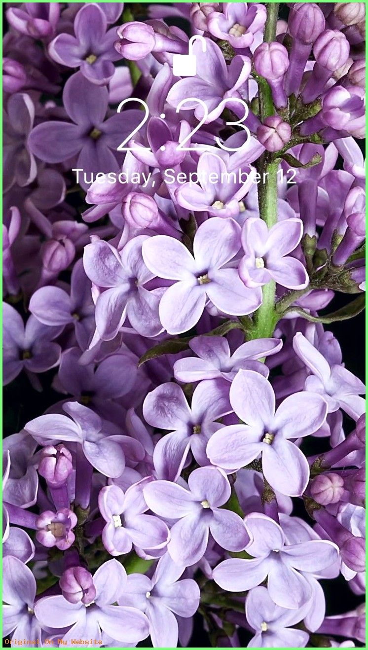 Lilac - HD Wallpaper 