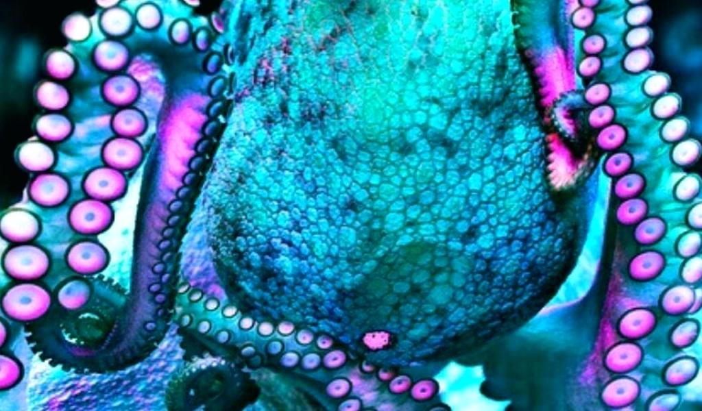Blue And Pink Animal - HD Wallpaper 