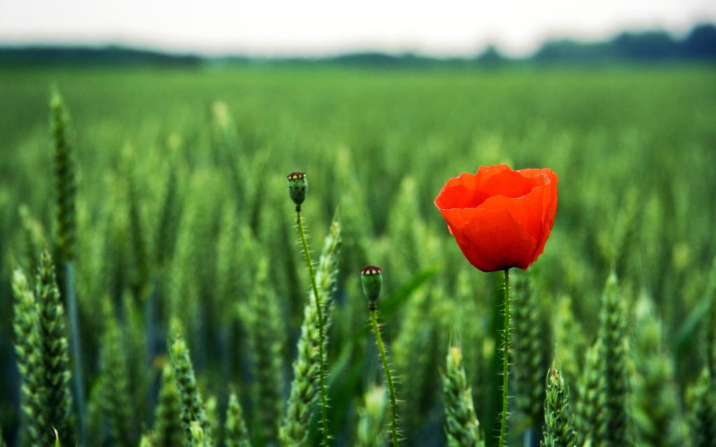 Nature emphasis photography 1024x640 wallpaper teahub io