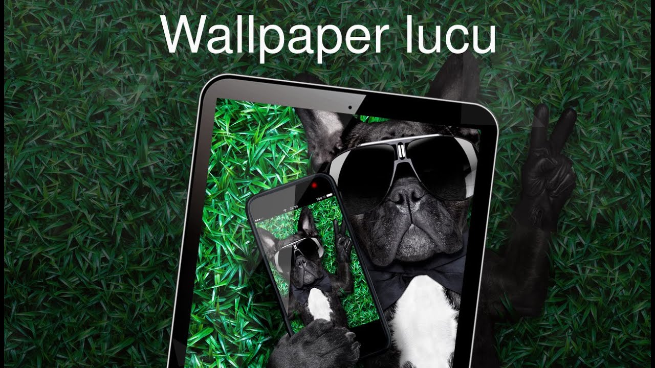 Wallpaper - HD Wallpaper 