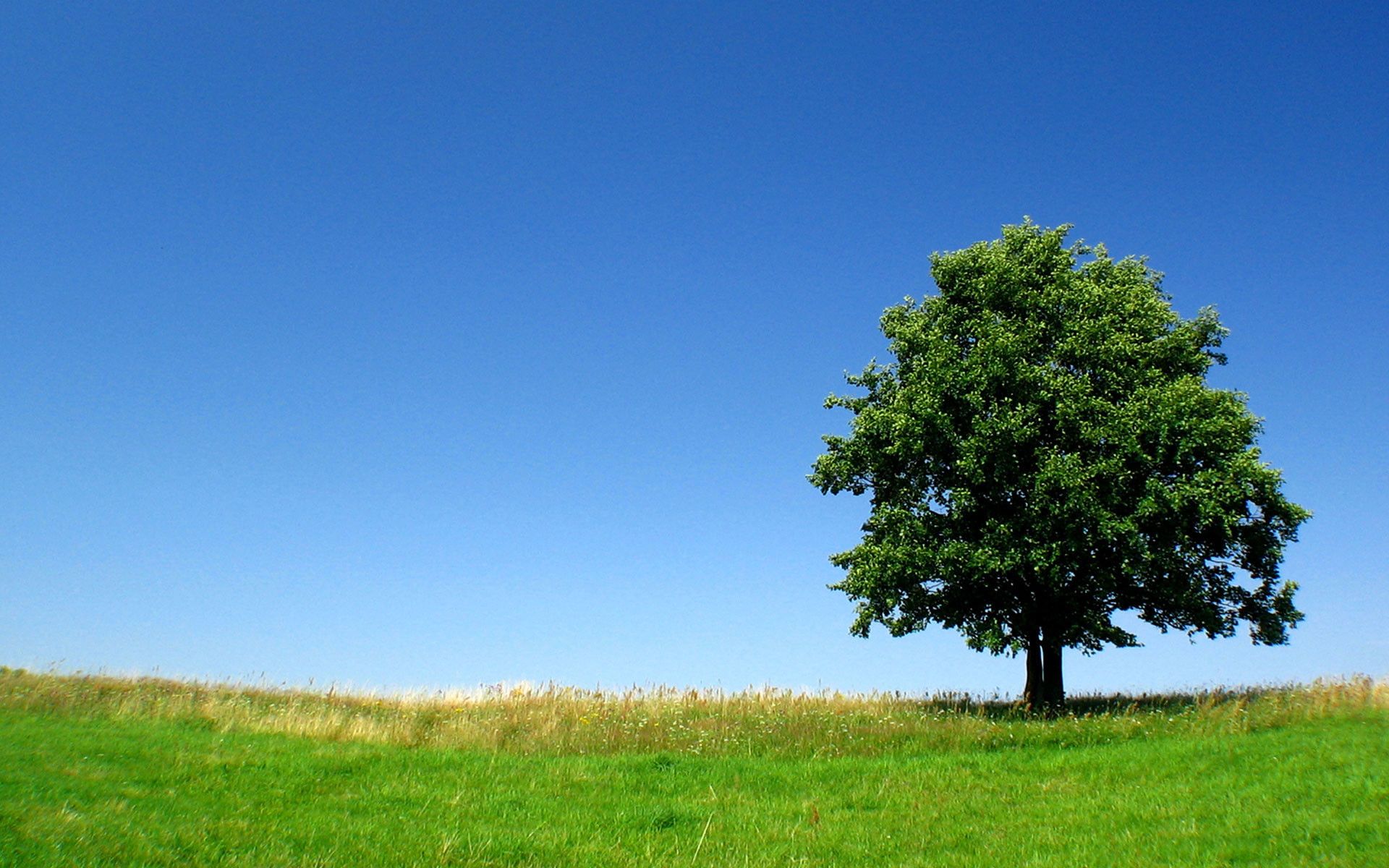 Background Pictures For Desktop Free Download 12 Photos - Beautiful Tree - HD Wallpaper 