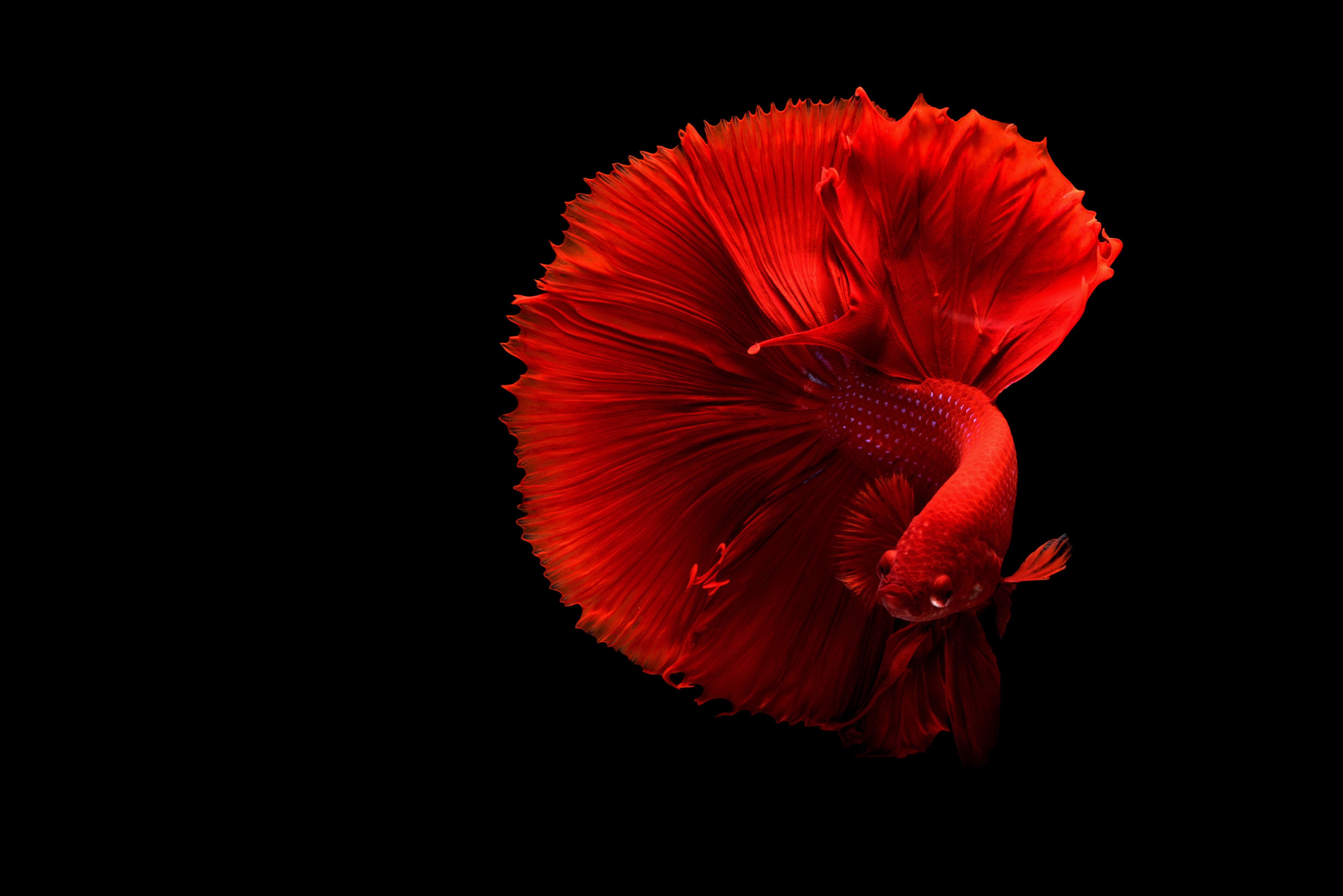Siamese Fighting Fish - HD Wallpaper 