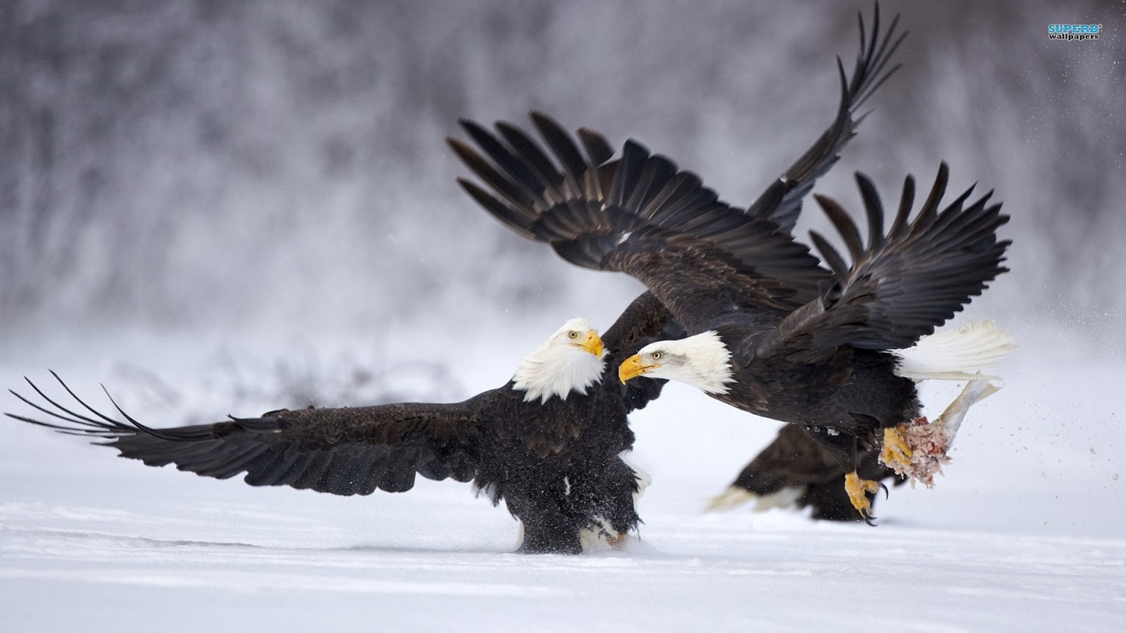 Eagles Images Free Download - Beautiful Bald Eagle Pic Hd - HD Wallpaper 