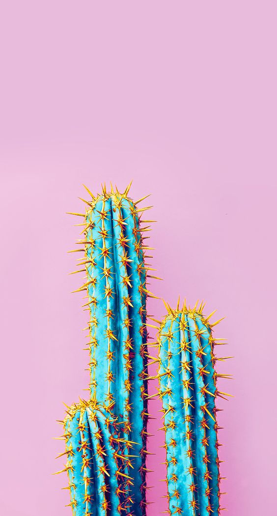 Cactus Wallpapers For Iphone X - HD Wallpaper 