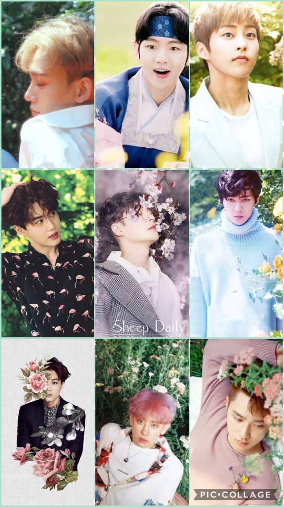 User Uploaded Image - Collage - HD Wallpaper 