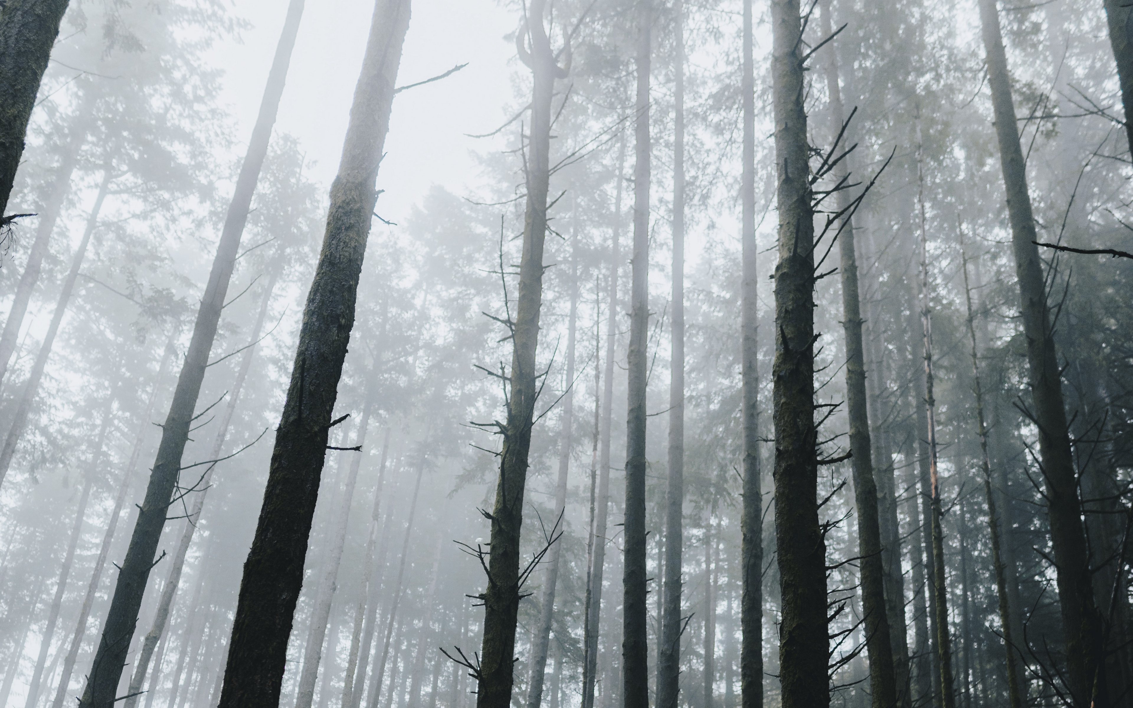 Dark Forest Wallpaper 4k - 3840x2400 Wallpaper Dark Forest Wallpaper 4k - 3840x2400 Wallpaper