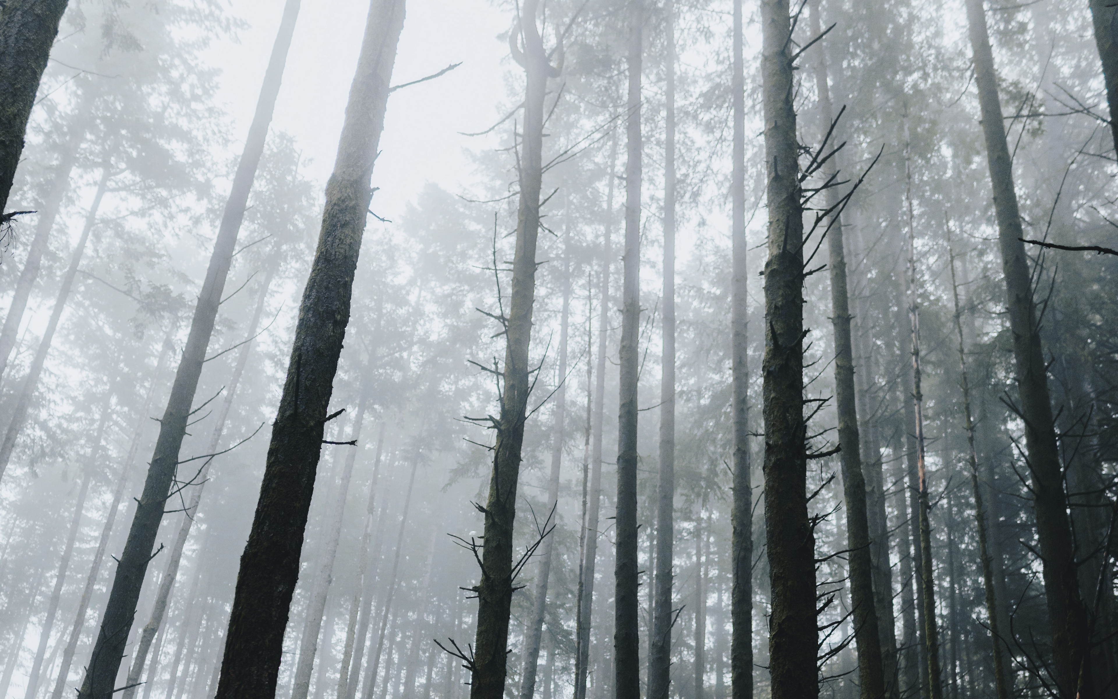 Dark Forest Wallpaper 4k - 3840x2400 Wallpaper 