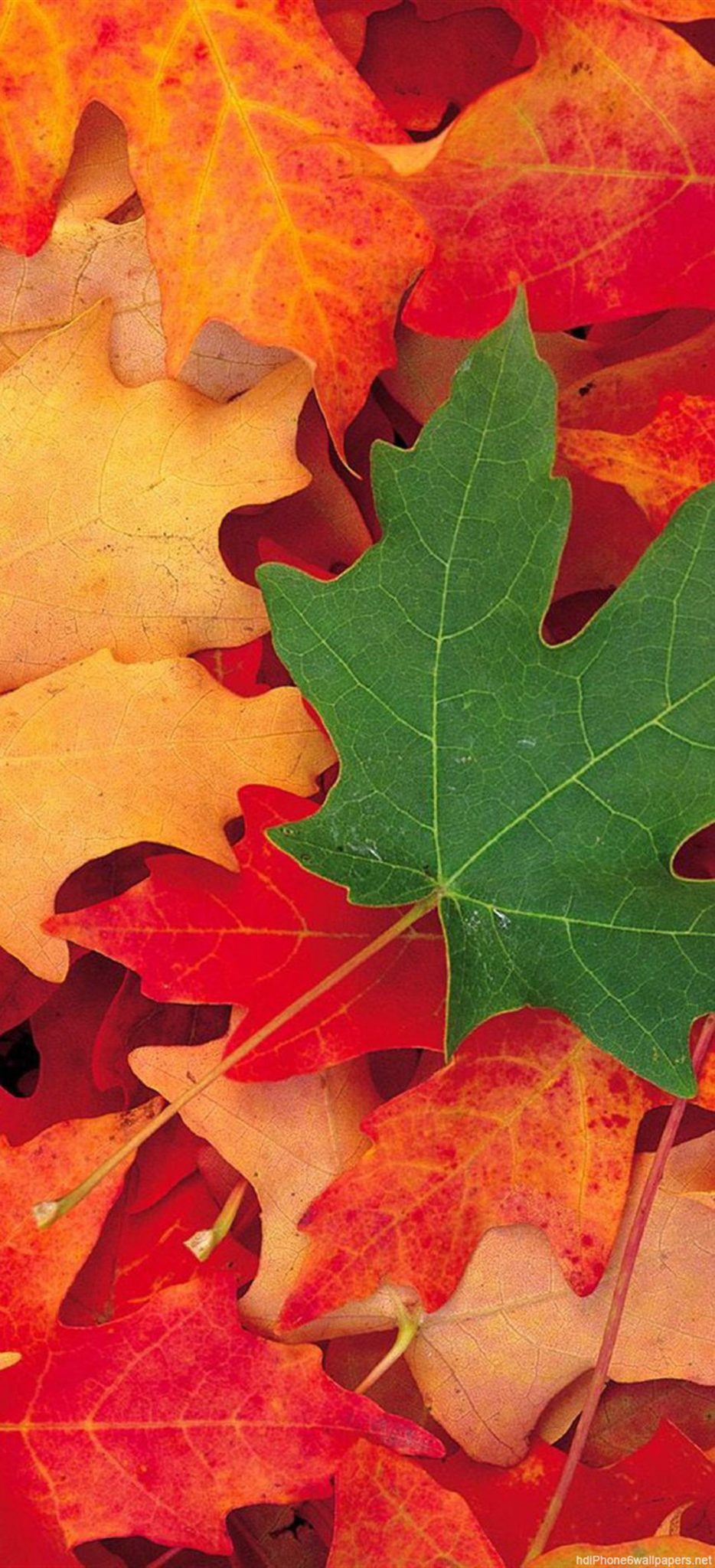 Hd Wallpaper Iphone X Fall - HD Wallpaper 