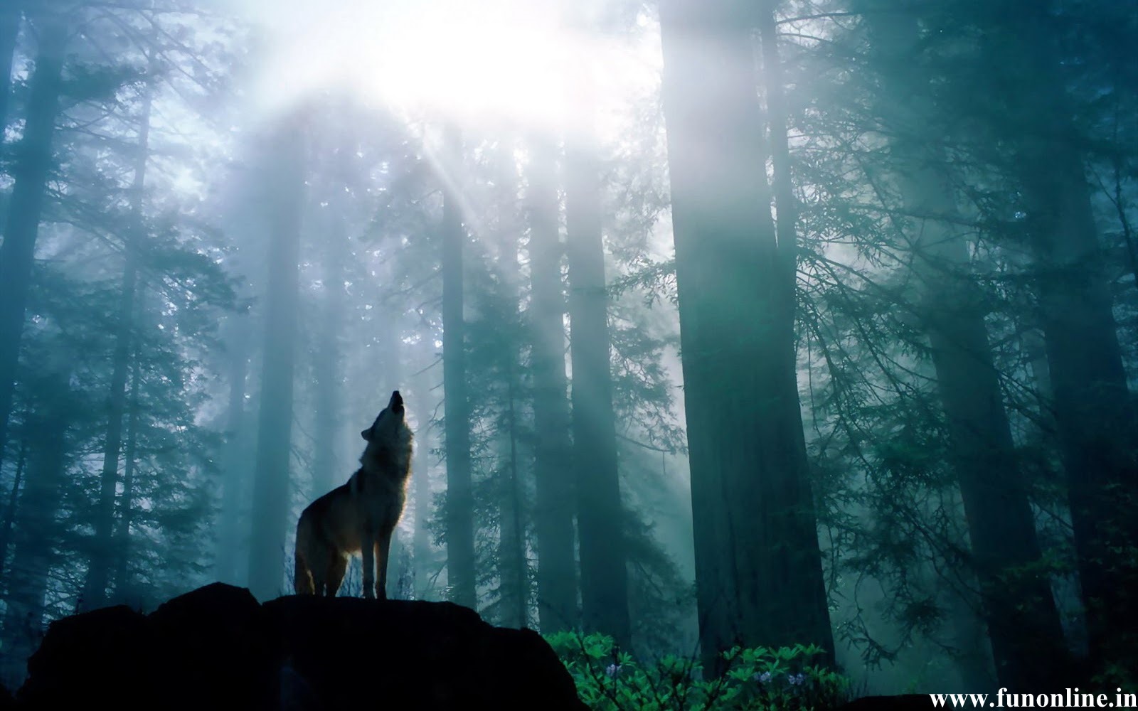 Wolves In A Dark Forest - HD Wallpaper 