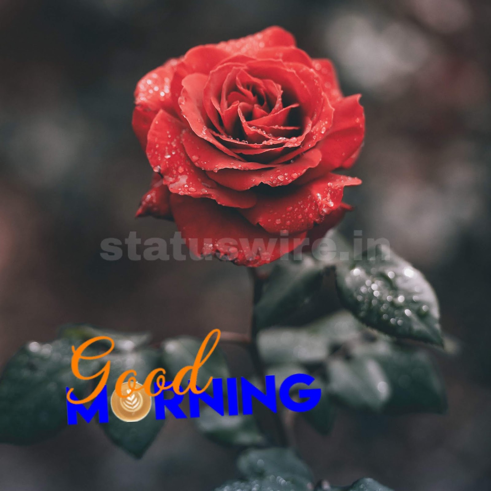 Good Morning Red Rose Hd Wallpaper - Insta Dp Of Flowers - HD Wallpaper 