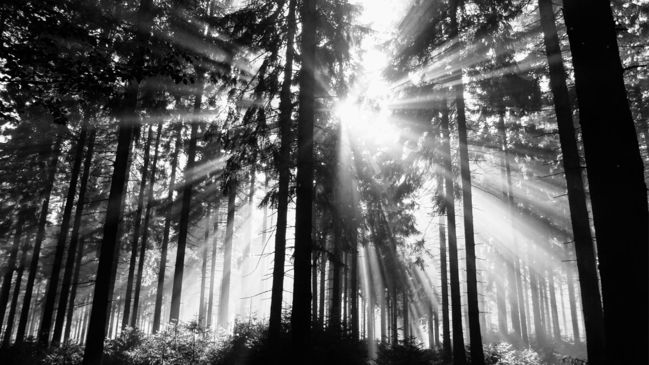 Black Forest - HD Wallpaper 
