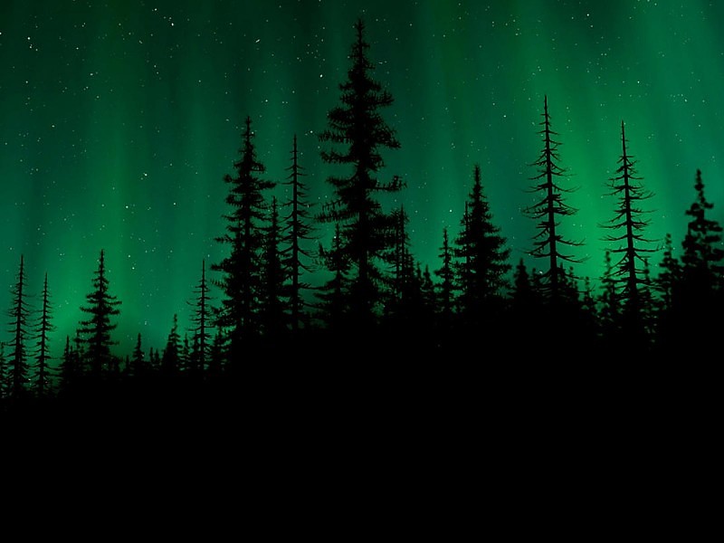 Aurora Over A Dark Forest Wallpaper - Aurora Borealis Over Forest - HD Wallpaper 