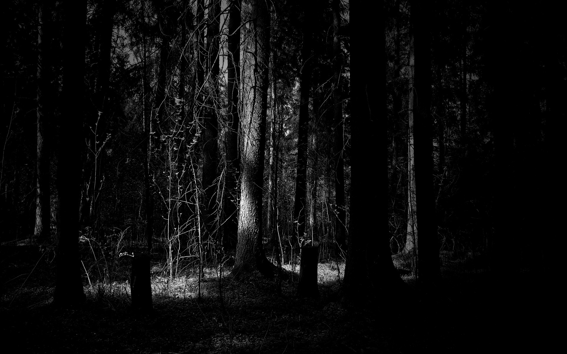 Dark Forest Widescreen Hd Wallpaper 
 Data Src - Black Metal Pc Background - HD Wallpaper 