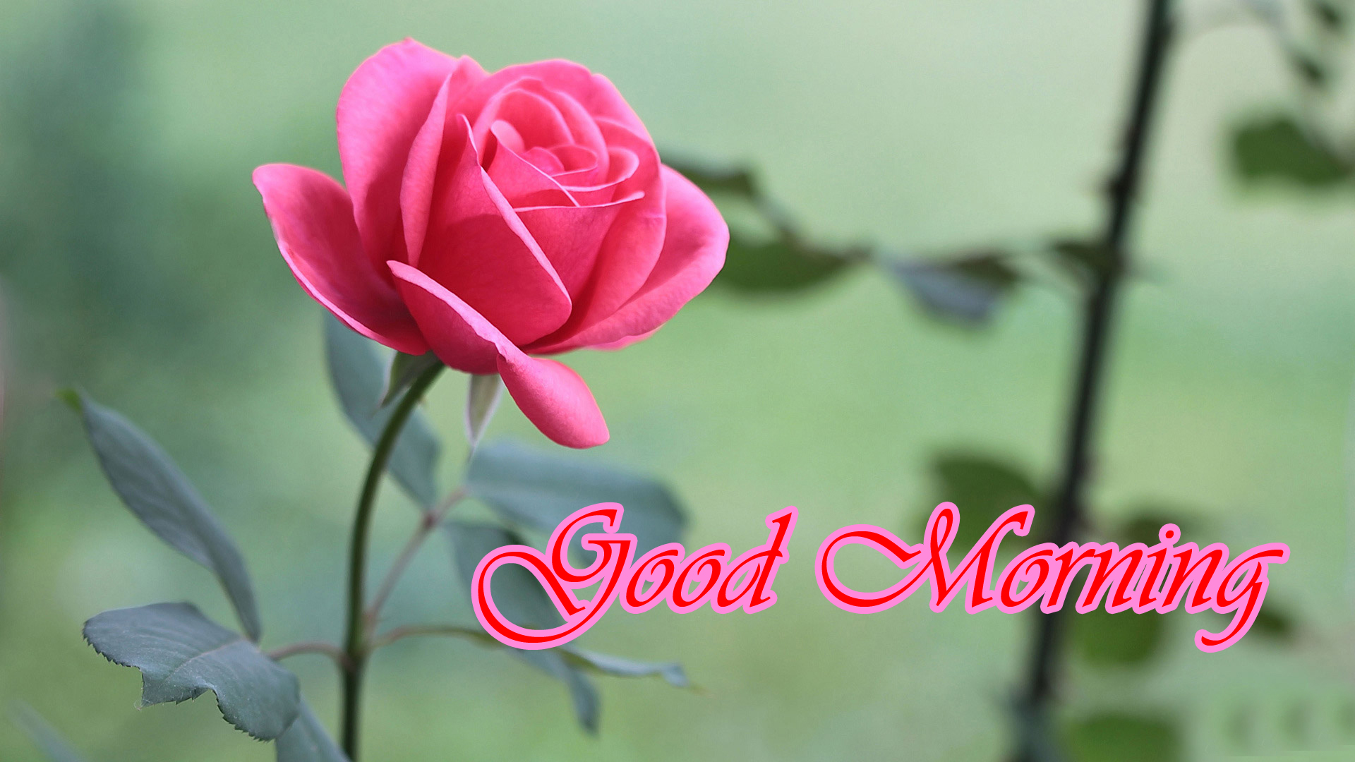 Romantic Good Morning Rose - HD Wallpaper 