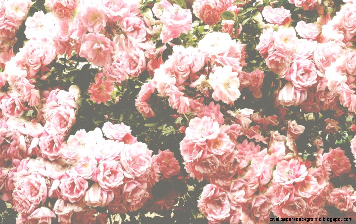 Pink Flower Wallpaper Tumblr Wallpapers Background - Pink Aesthetic  Backgrounds Flowers - 1152x727 Wallpaper 