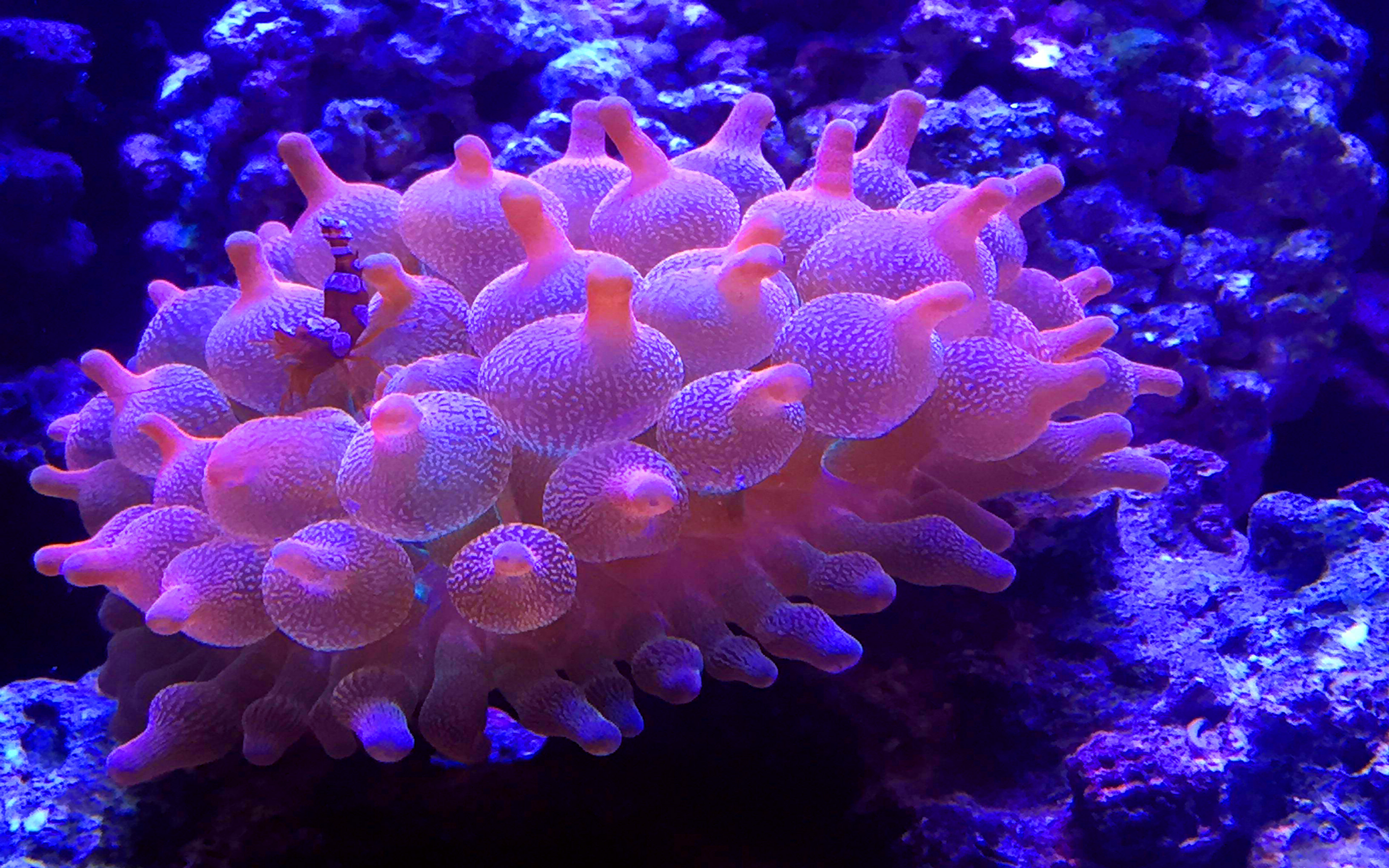 Hd Wallpapers Anemonas - HD Wallpaper 