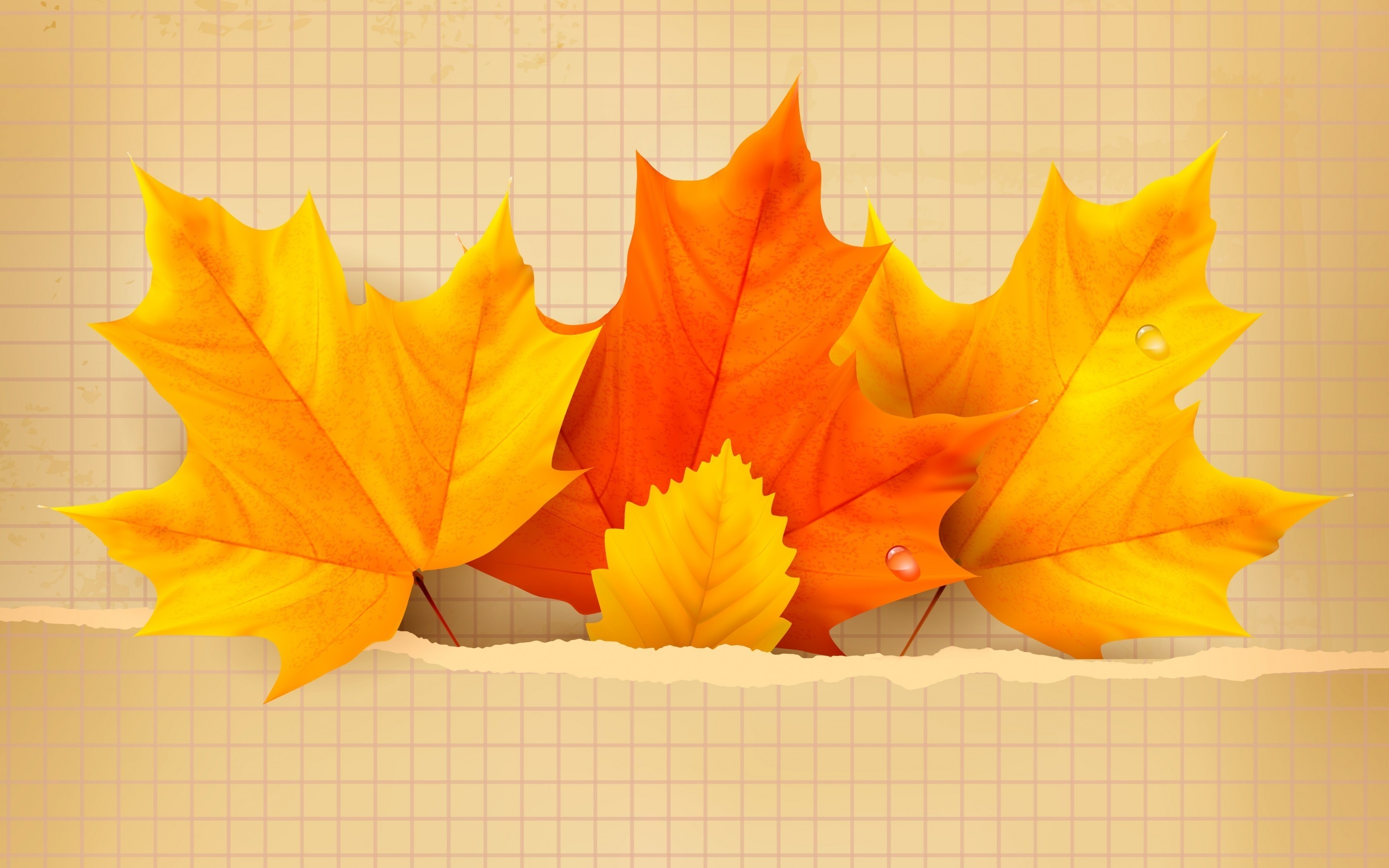 Beautiful Display - HD Wallpaper 