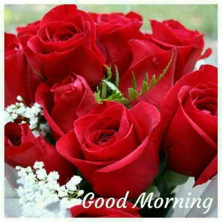 Good Morning Rose Flower - 720x720 Wallpaper Good Morning Rose Flower - 720x720 Wallpaper
