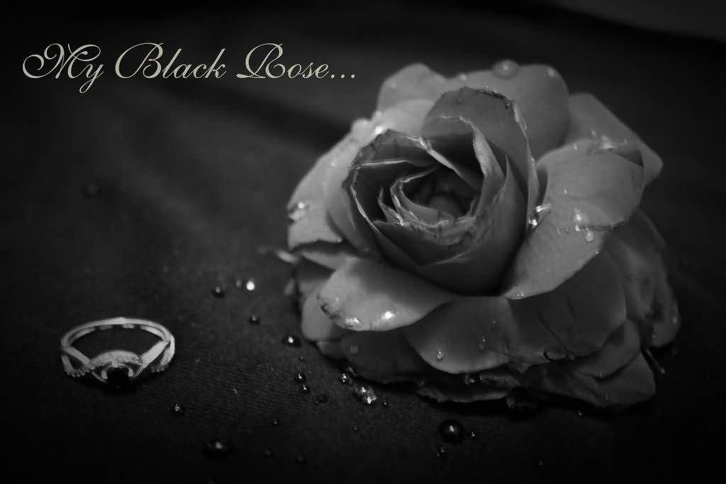 Good Morning Images With Black Rose - HD Wallpaper 