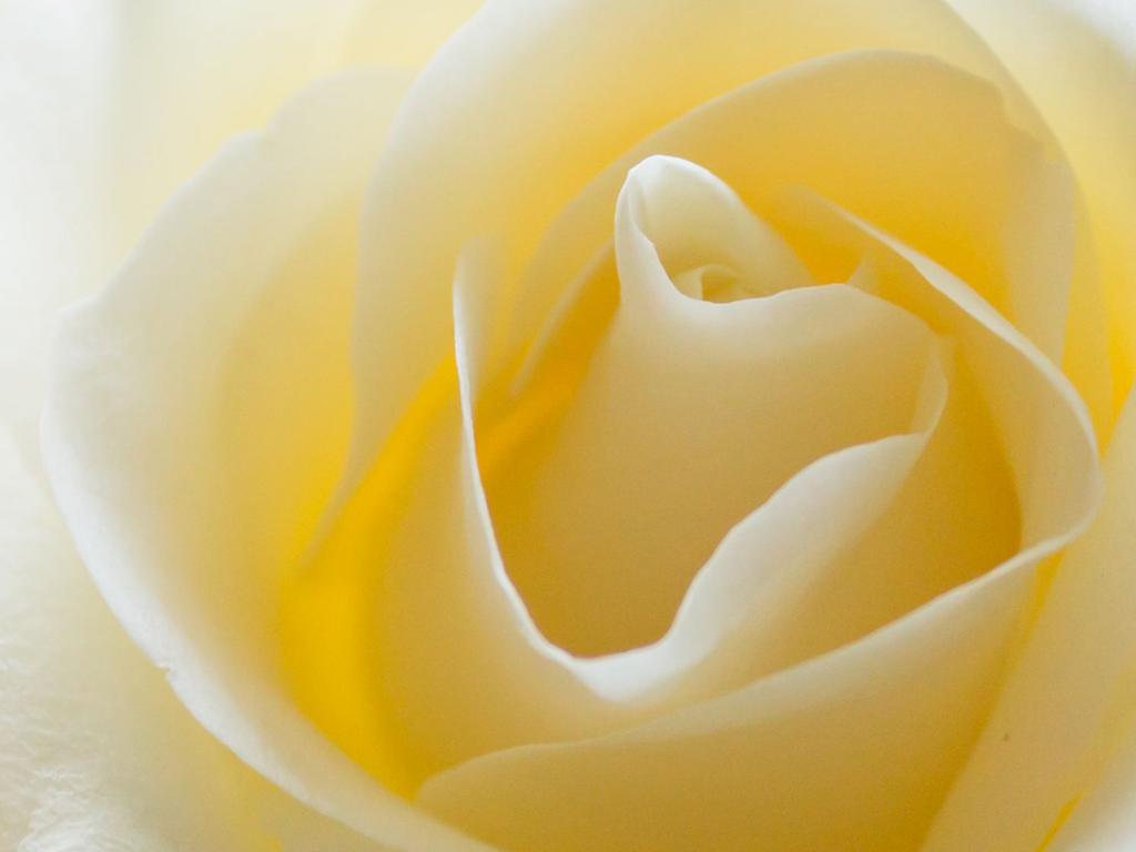 Floribunda - HD Wallpaper 