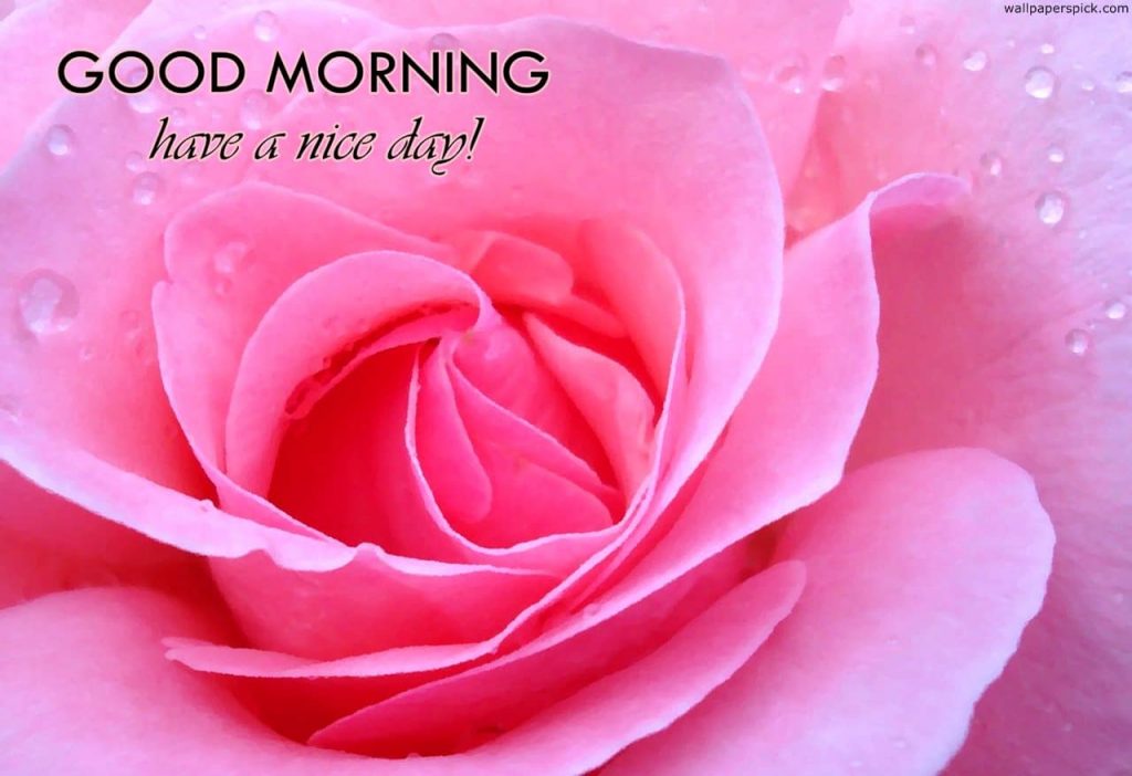 Have A Nice Day Pink Rose Good Morning Wallpapers Pic - Good Morning Pink Rose Hd - HD Wallpaper 