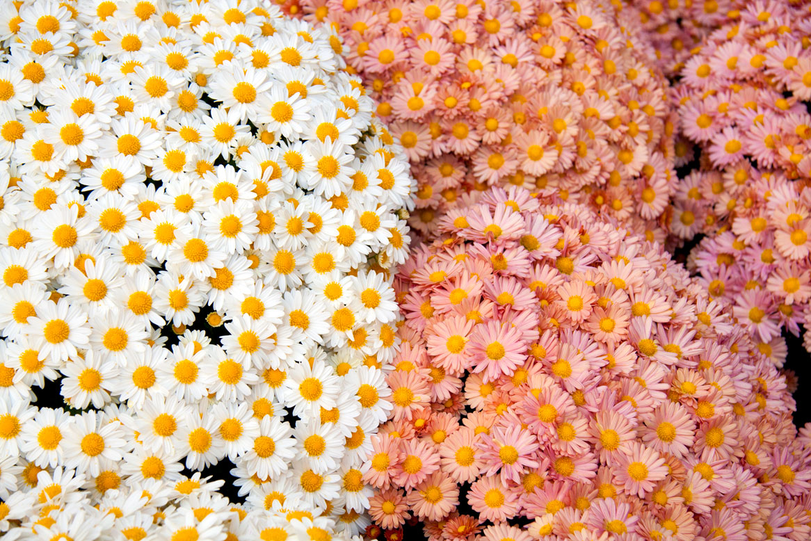 Flowers Tumblr - HD Wallpaper 