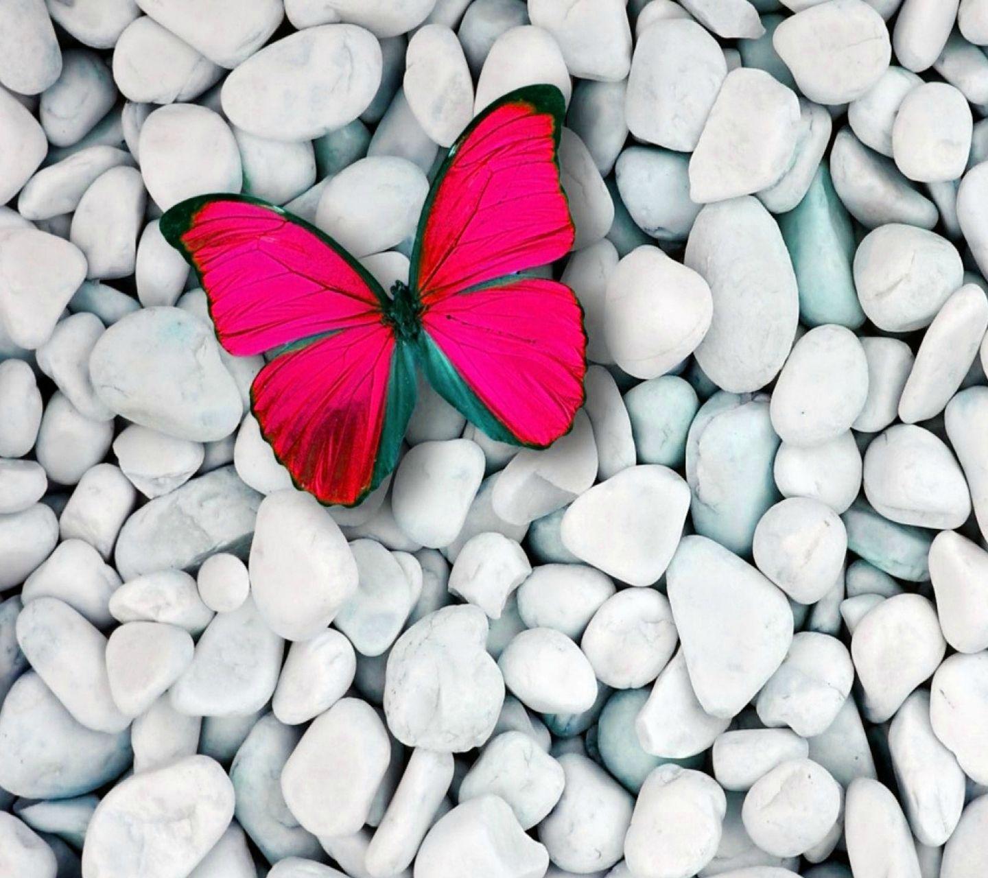 Pink Butterfly On Stones - HD Wallpaper 
