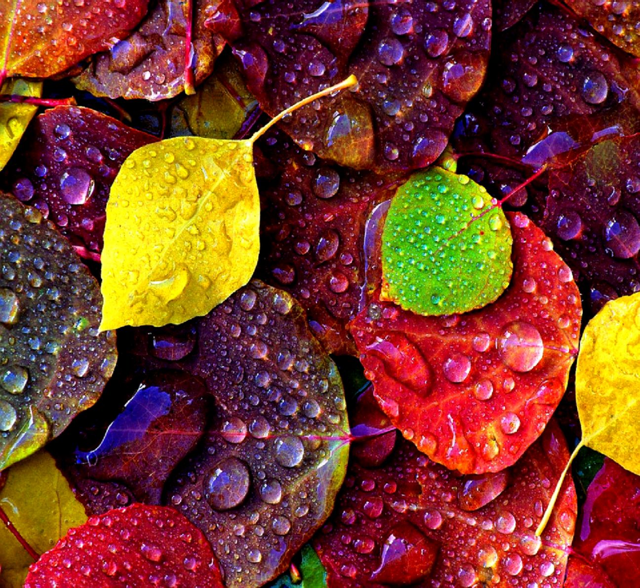 Android Wallpapers Of The Week7 Android Central - Elements Of Art Color Photography - HD Wallpaper 