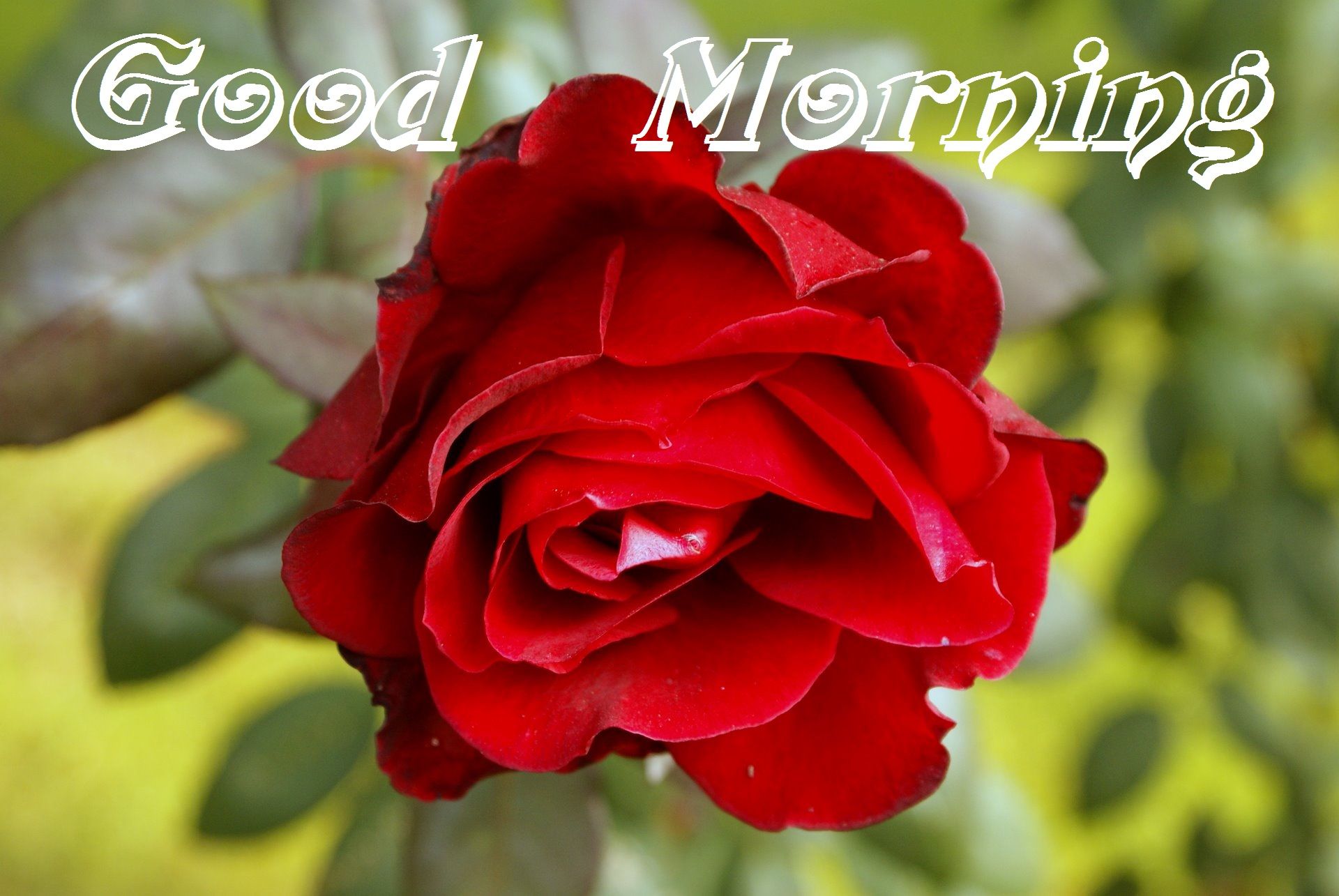 Red Flower Good Morning - HD Wallpaper 