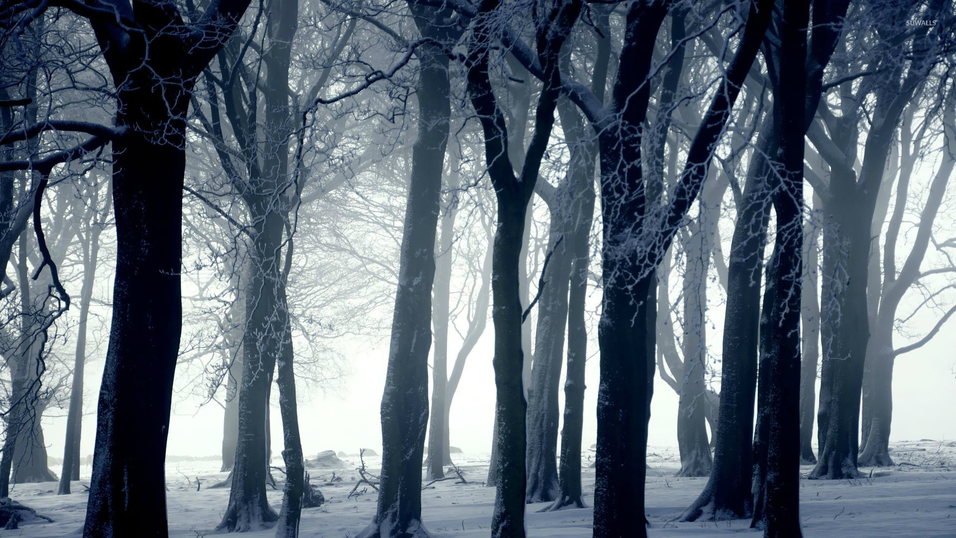 Dark Winter Forest Background - HD Wallpaper 