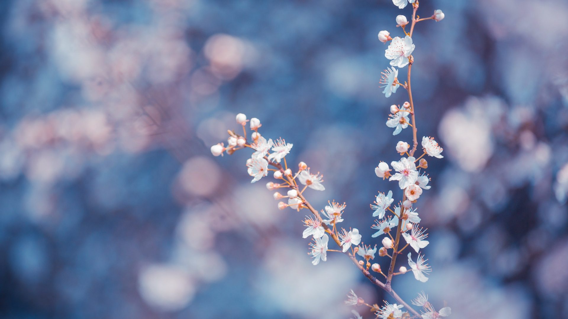 Flowers Tumblr Wallpaper Pc - HD Wallpaper 