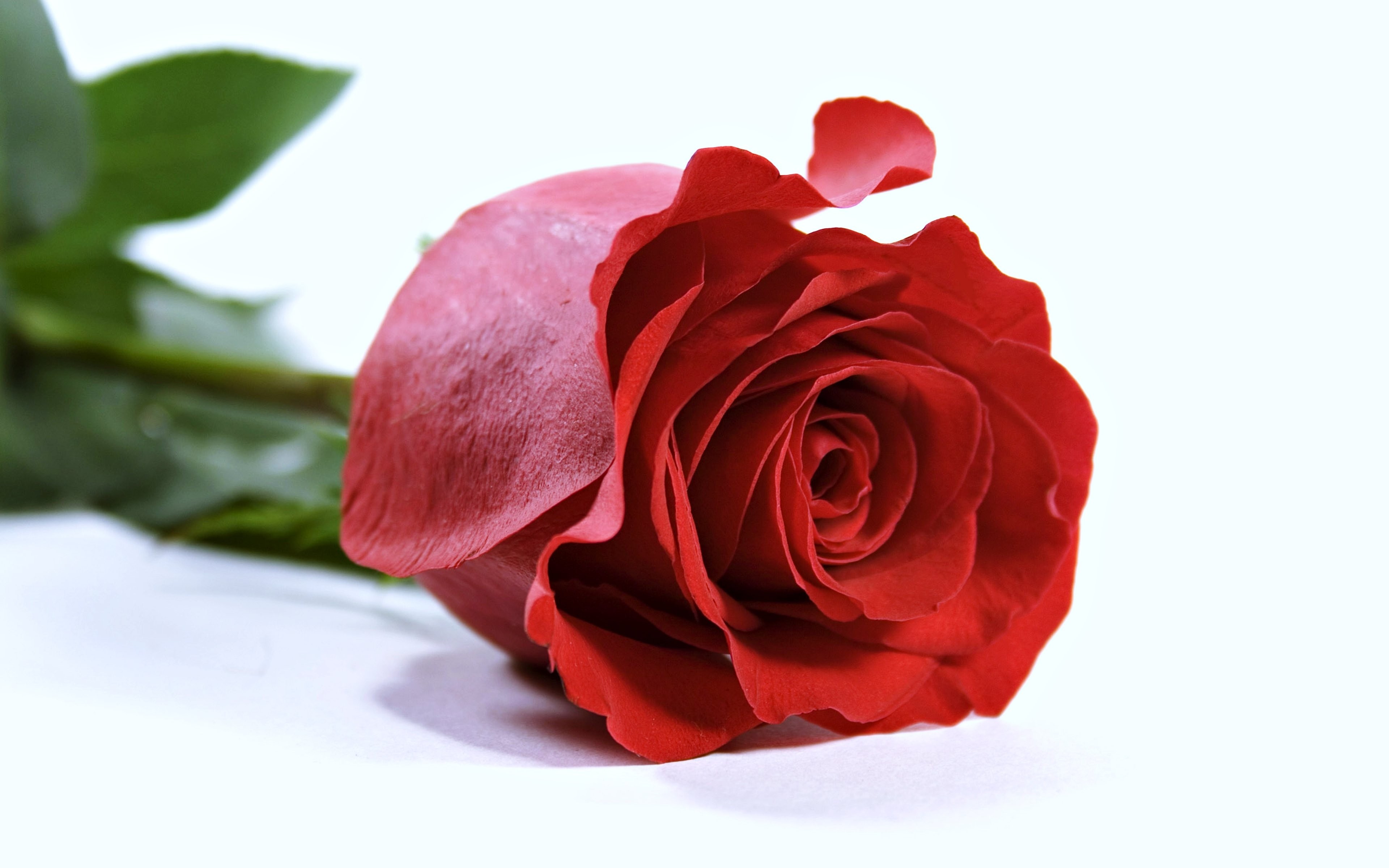 Mobile Wallpaper, Romance, Nature, Life, Loverose, - Happy Birthday Images With Single Rose - HD Wallpaper 