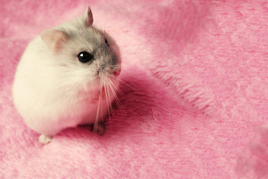 Pink, Cute, And Hamster Image - Fluffy Hamster - HD Wallpaper 