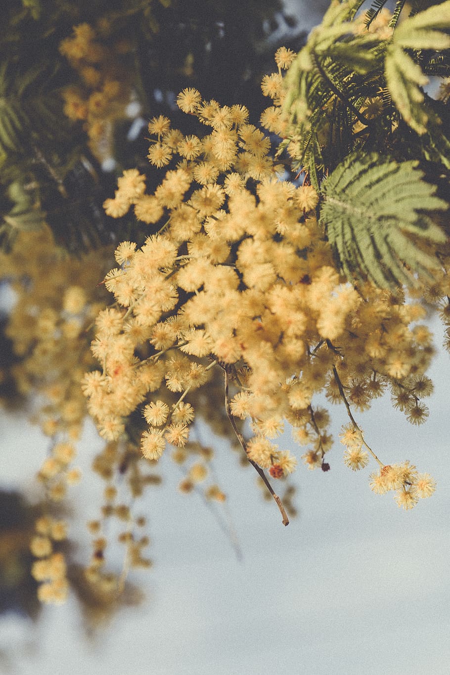 Spain, San Sebastián, Yelow, Nature, Mimosas, Amarillo, - Mimosa - HD Wallpaper 