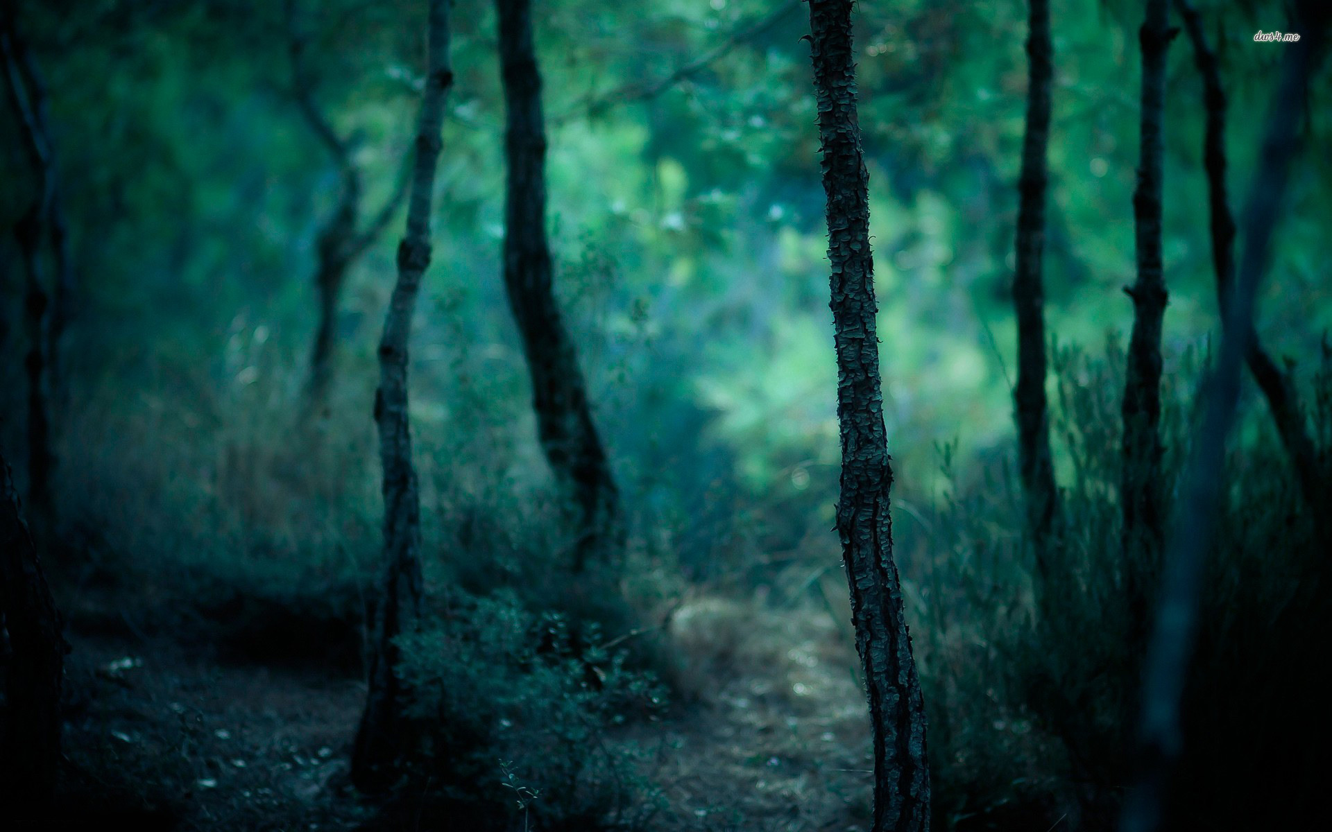 Dark Forest Background Blur - 1920x1200 Wallpaper 
