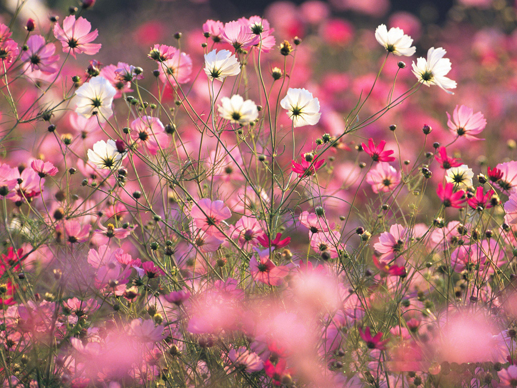 Field Of Flowers Blooming - HD Wallpaper 