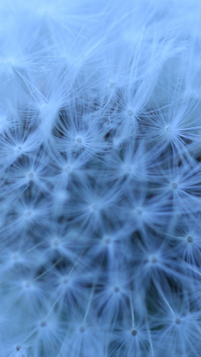 Fluffy Head Blue Iphone Wallpaper - Fluffy Wallpaper Iphone 5s - HD Wallpaper 