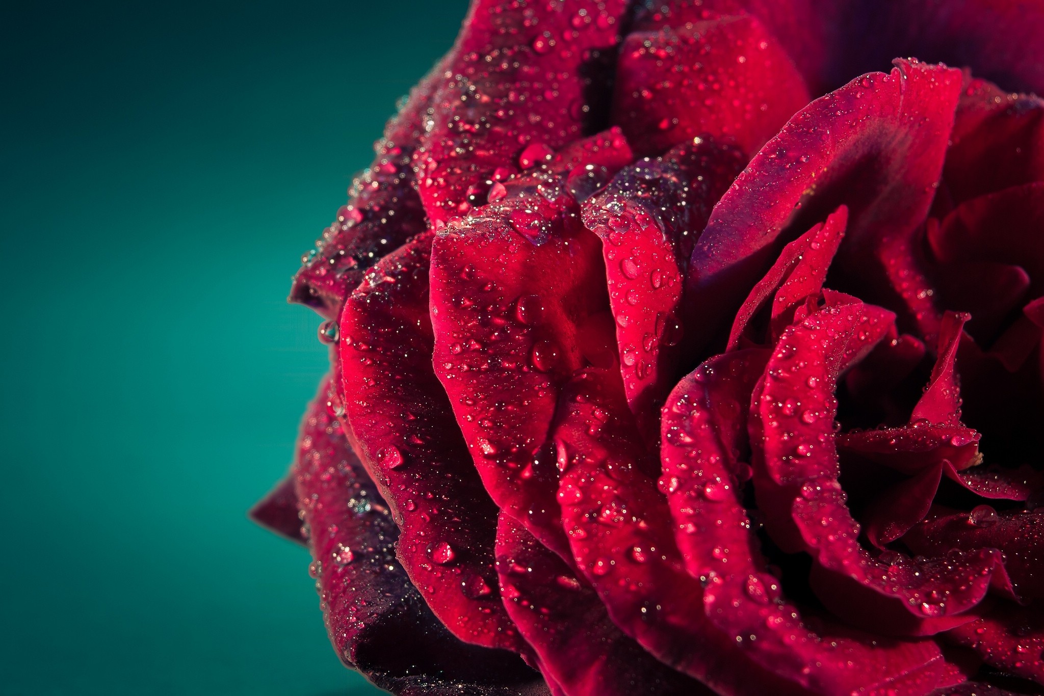 Windows,android Colourful, Desktop Backgrounds, Natural, - Dew On The Roses - HD Wallpaper 