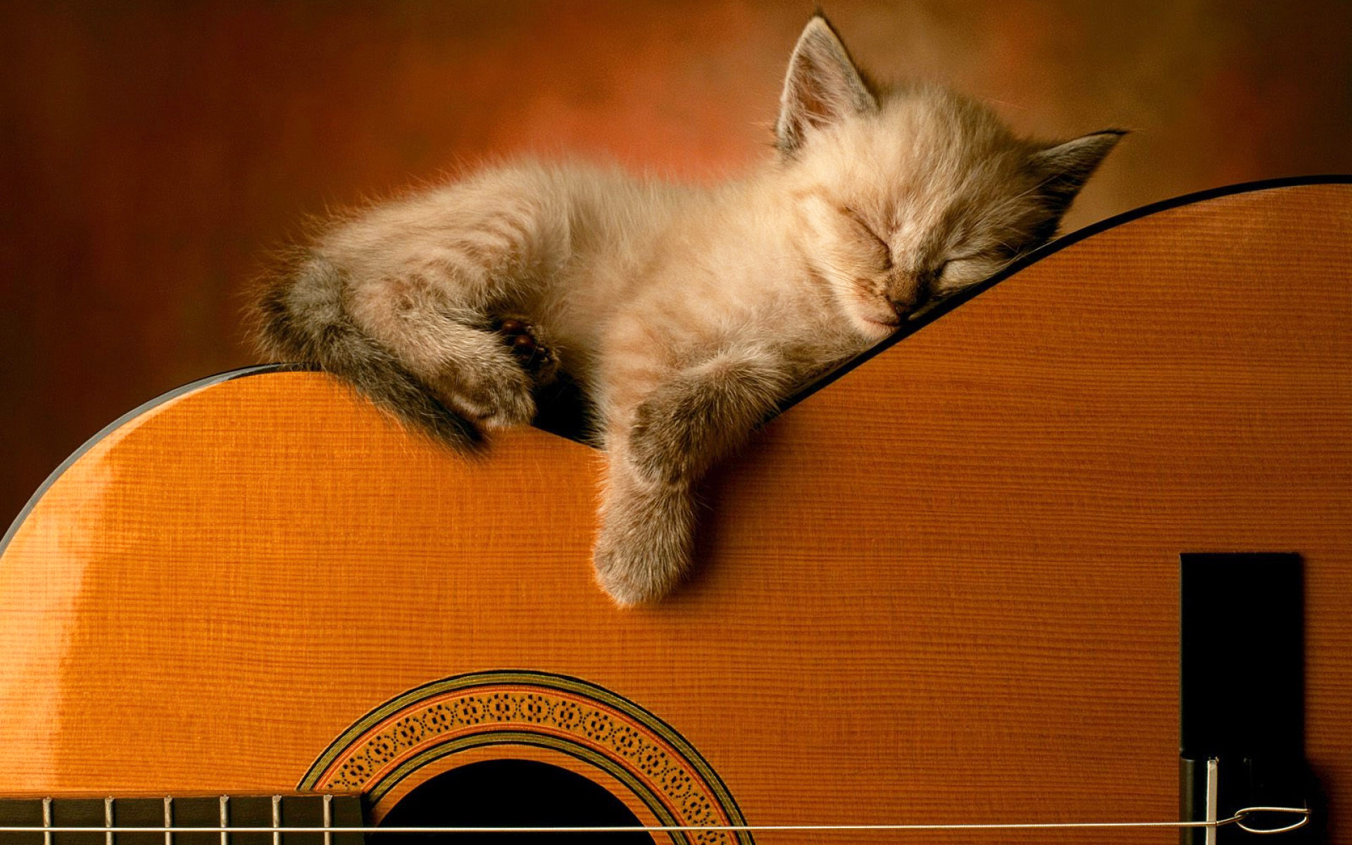 Cat And Guitar - 1920x1200 Wallpaper Cat And Guitar - 1920x1200 Wallpaper