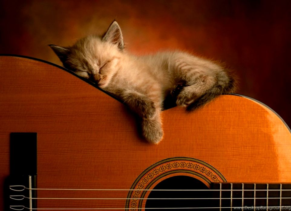 Cute Kitty Acoustic Guitar Wallpapers Pics Desktop - Acoustic Guitar Wallpaper Cat - HD Wallpaper 