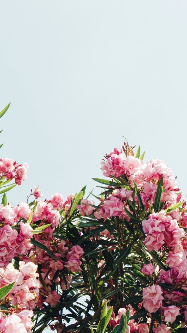 Iphone Flowers Lockscreen - HD Wallpaper 