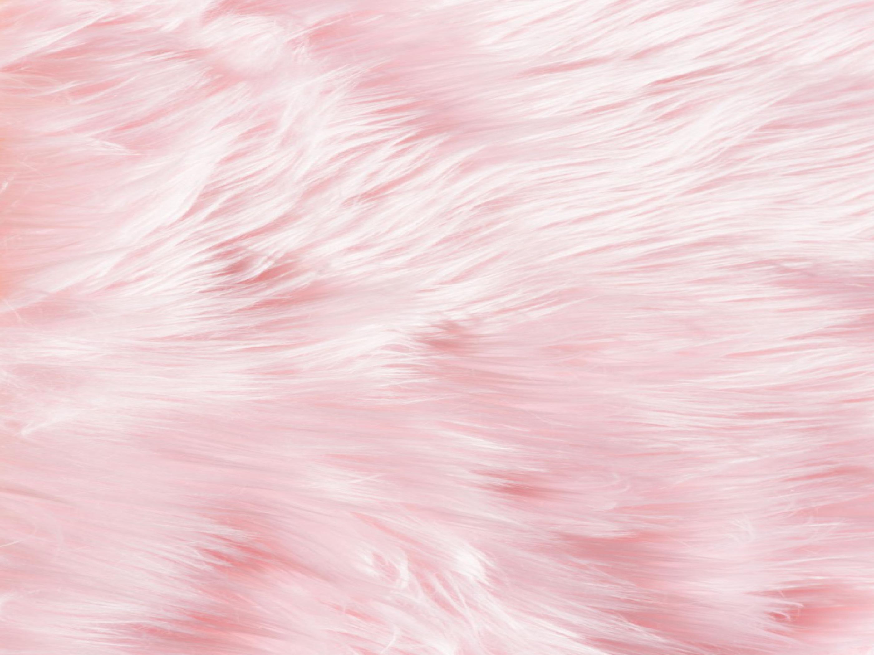 Fluffy Wallpaper - HD Wallpaper 