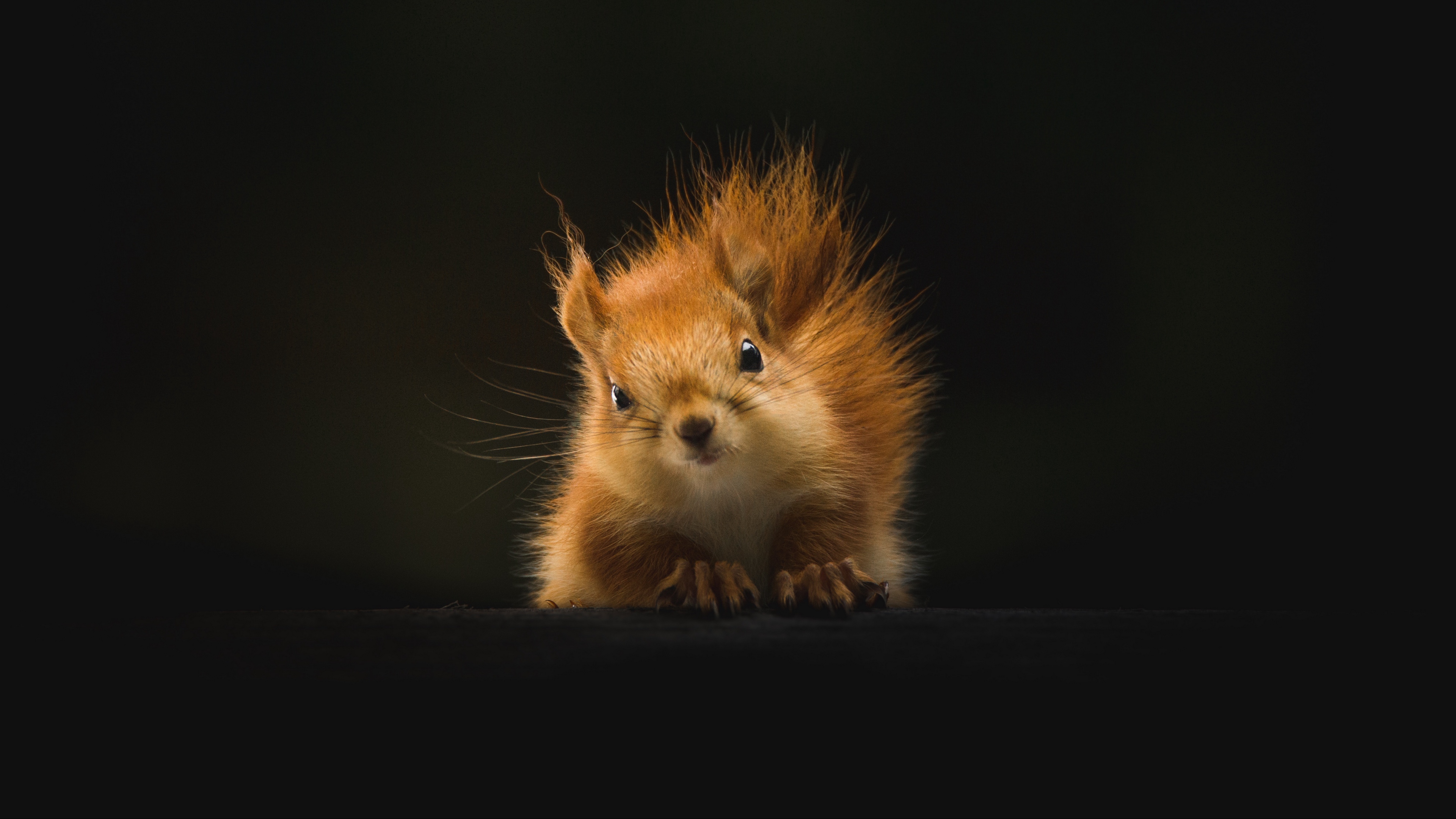 Wallpaper Squirrel, Animal, Fluffy - Wildlife Comedy Awards 2019 - HD Wallpaper 