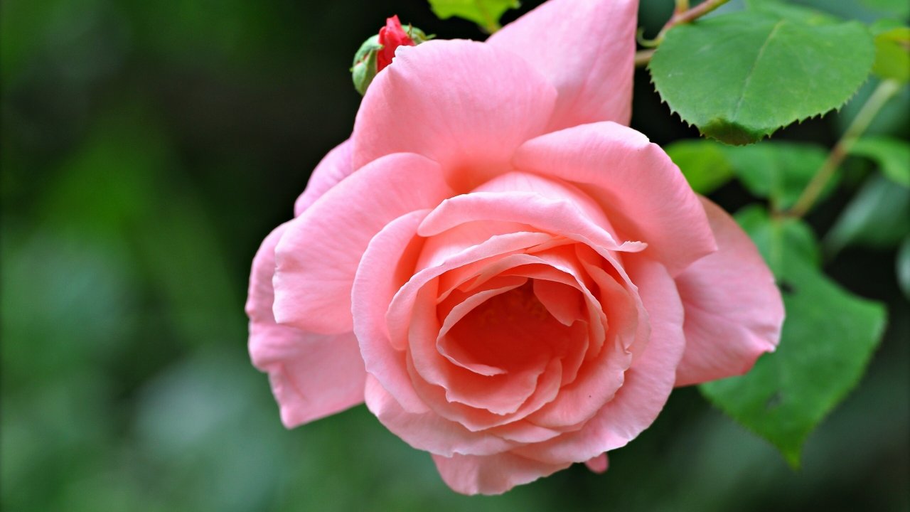 Macro, Petals, Floral, Freemobile Wallpaper, Bud,rose, - Chúc Chị Sinh Nhật - HD Wallpaper 