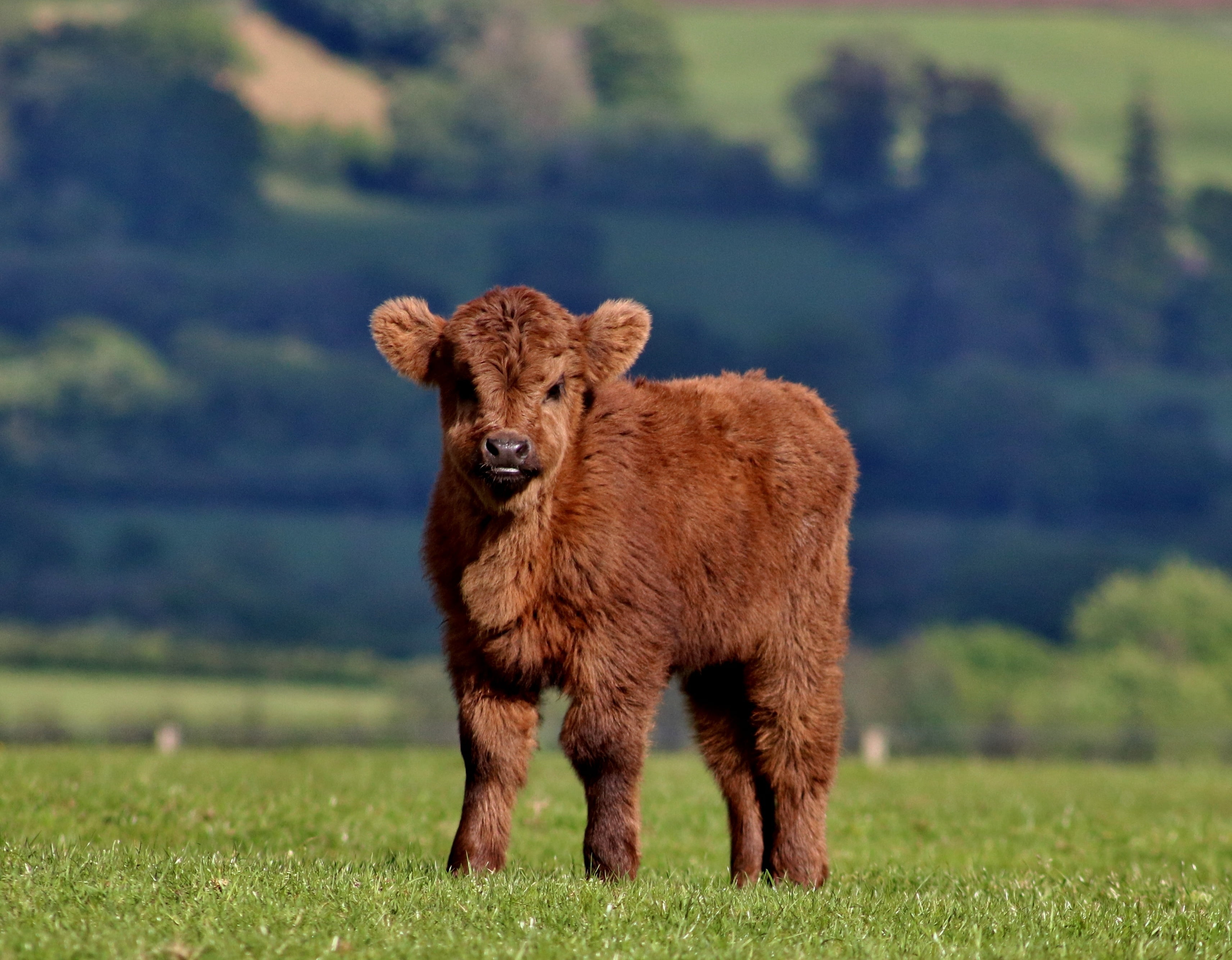 Calf Cow - HD Wallpaper 