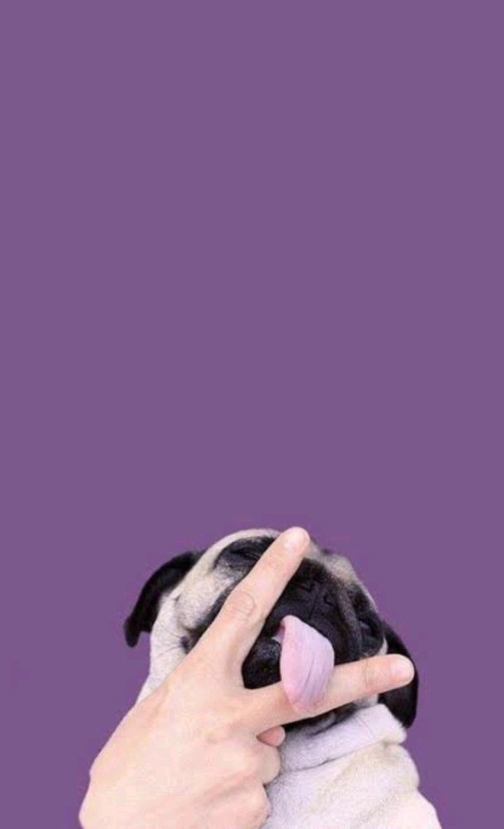 #wallpaper #wallpapers #pug #morado #violet #fondosdepantalla - Fondos De Pantalla De Perros Tumblr Pug - HD Wallpaper 