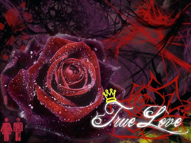 Nature Love Wallpaper Hd P Love Mobile Wallpaper P - Dark Red Rose - HD Wallpaper 