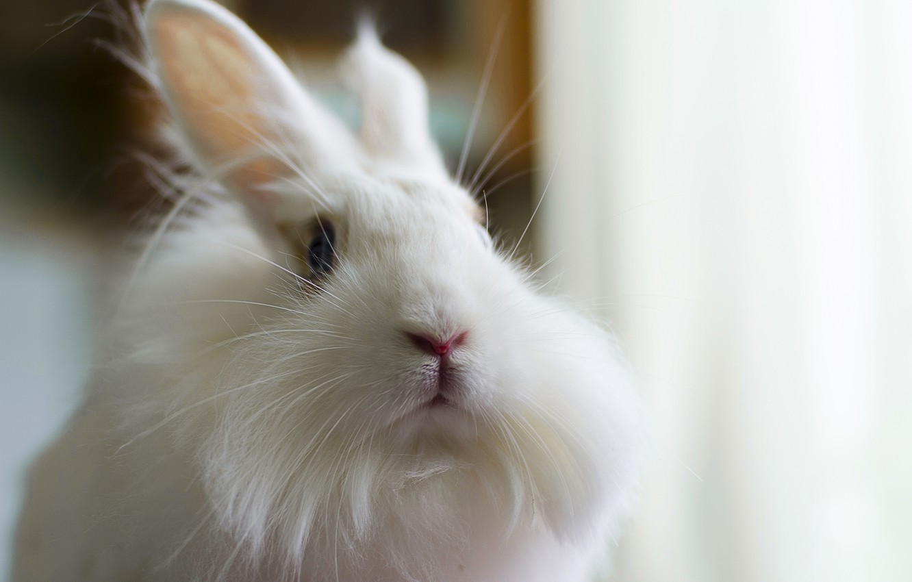 Photo Wallpaper White, Fluffy, Rabbit, Rabbit, Bunny, - Domestic Rabbit - HD Wallpaper 