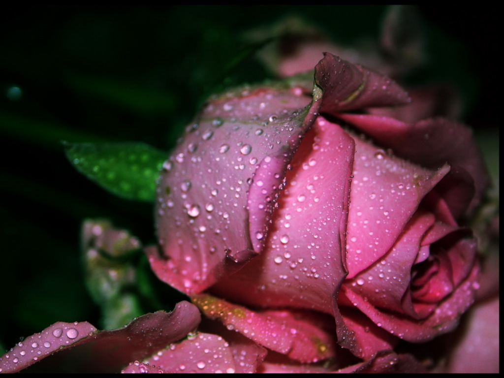 Full Hd Beautiful Rose - HD Wallpaper 